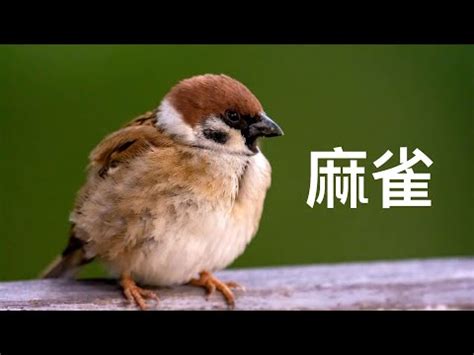 家裡飛來麻雀|【家裡出現鳥】家裡鳥進來有什麼好兆頭？自來鳥寓意大公開！